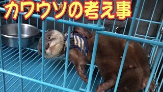 カワウソの考えてる事がわかった瞬間　もしかしたらしゃもじは天才かも知れない The otter think