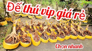 Phôi mai bonsai dáng đẹp đế thú vip giá rẻ 23/2 e Tiến 0363351836 |MaivàngThanhTâm