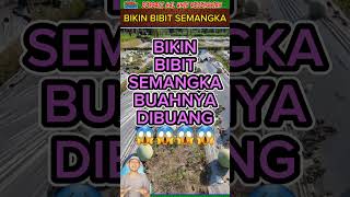 CARA BIKIN BIBIT SEMANGKA