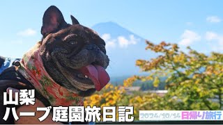 愛犬と山梨日帰り旅行　ハーブ庭園旅日記 勝沼庭園