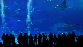 沖繩水族館 4K魚樂無窮