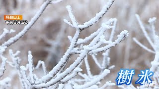 阿蘇山上で樹氷　熊本県各地で0℃下回る冬日に