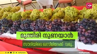 മുന്തിരി നുണയാൻ സൗദിയിലെ ഖസീമിലേക്ക് വരൂ...| Grape season in Saudi Arabia | Grape Season