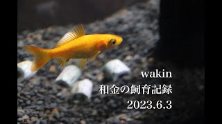 【和金の飼育記録】2023 6 3