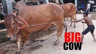 Gabtoli Cow new collection 2020 | Gabtoli Cow Eid collection 2020 | Gabtoli gorur haat 2020