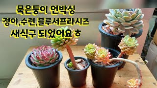 묵은둥이 다육 언박싱해요 ㅎ 더 사올걸~ 아쉬움이 있네요 ㅋㅋ 수련, 정야, 블루서프라이즈