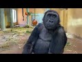 一緒に遊び始めた兄弟ゴリラ８⭐️gorilla【京都市動物園】gentaro and kintaro started playing together 8