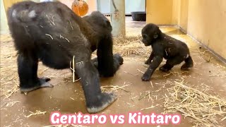 一緒に遊び始めた兄弟ゴリラ８⭐️Gorilla【京都市動物園】Gentaro and Kintaro started playing together 8