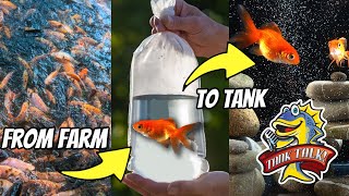 Crossing The Ocean To Your Aquarium! The Tank Talk Podcast