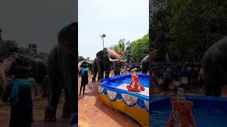 #532 . elephant video in Kerala 🔥