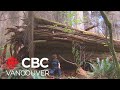 If an old growth tree falls in Stanley Park after hundreds of years why should we pay attention?