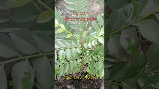 cây cari khác cây mất mật