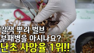 63편 난초의 사망율 1위를 아시나요?  [춘란,풍란,약초,명장,다육,난초,주식,재테크]