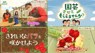 園芸チャンネル【園芸させてもらえませんか？】＃35 きれいなバラを咲かせよう（2022年2月6日OA）