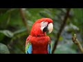 AVES NA NATUREZA -MÚSICA PARA RELAXAR -