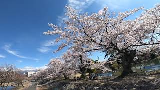 桜　飯田市　松川遊歩道　2019 4 13