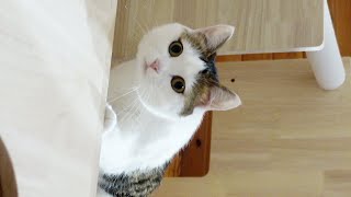 逆に上からすごい見てくるねこ。-Miri looks down at me quizzically.-