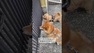 ふたりで出待ちするワンコ達 #shorts