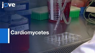 Cardiomycetes Derivation from hiPSCs | Protocol Preview