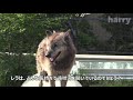 シンリンオオカミ「レラ」（旭山動物園）timber wolf