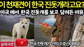 [해외감동사연] 미국 로키산맥에서 한국 진돗개가 나타나면 생기는 놀라운 일 (미국 현지반응)