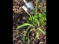 root assassin new tool fypシ shorts gardening chill satisfying plants