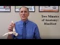 Two Minutes of Anatomy: Hindfoot