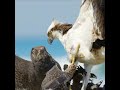 peregrine falcon vs. osprey shorts peregrinefalcon osprey