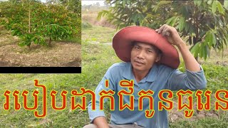 How to fertilize durian របៀបដាក់ជីកូនធូរេន