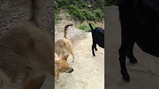 Dog and goat love#animal #love #pets #nature #dog #goat