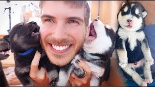 2 Week Old Puppies being Adorable for 1 Hour