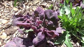 What Is Orach? Mountain Spinach (Atriplex hortensis) Purple Passion, Sea Purslane, Salt Bush