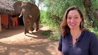 Saba Douglas Hamilton Tour 2019: A Life with Elephants