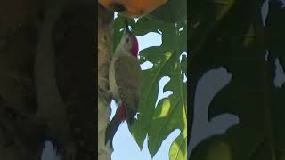 Unique Red Headed Bird