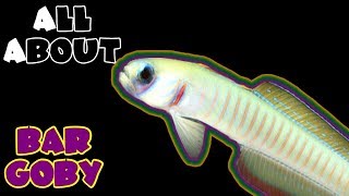 All About The Bar Goby or Zebra Barred Dartfish