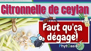 Avec l'huile essentielle de Citronnelle de Ceylan, tout fout le camp!