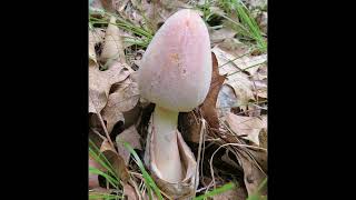 Mycogone rosea