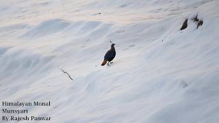 Himalayan Monal