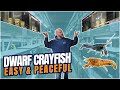 [4 Types] Dwarf Crayfish for Community Aquariums - Beginners Guide