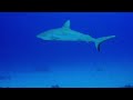 Shark - dive Palau Koror - Micronesia