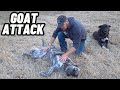 GOAT ATTACKED MY LIVESTOCK GUARDIAN DOG | I CAN'T BELIEVE THIS HAPPENED | CAUGHT ON CAMERA!