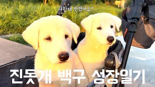 블루베리굿 | 진돗개 백구 성장일기 | 진돗개 남매 키우기, 아기 진돗개 성장과정, 진도견, JINDO DOG