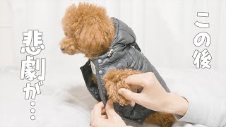 【超危険】散歩から帰ってきた犬の静電気がヤバすぎた【トイプードル】 #Shorts