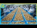 How Pistachios Are Made on a MASSIVE Scale! Incredible Pistachio Processing Factory!