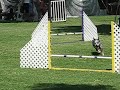 洛杉磯寵物狗越野障礙賽 los angeles dog olympic running contest 20