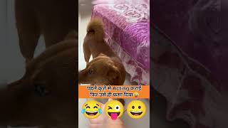 बेचारे को Acting के नाम पर फिर फंसा दिया😂 #funny #petlovers #comedyjokes #comedy #funnyjokes #jokes