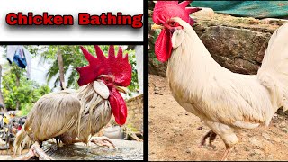 White lagoon chicken Bathing (CHICKEN TRANSFORMATION)