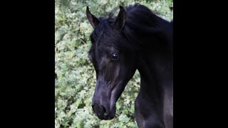 Straight Egyptian 2021 Homozygous Black Filly Hu Saud Amarra at Hughes Arabians.