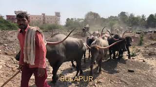 PANDHARPURI BUFFALO