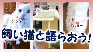 【表情豊か！】猫のいろいろ鳴き声集【メインクーンの場合】#概要欄も読んでね